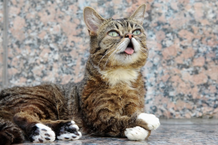 Image: Lil Bub