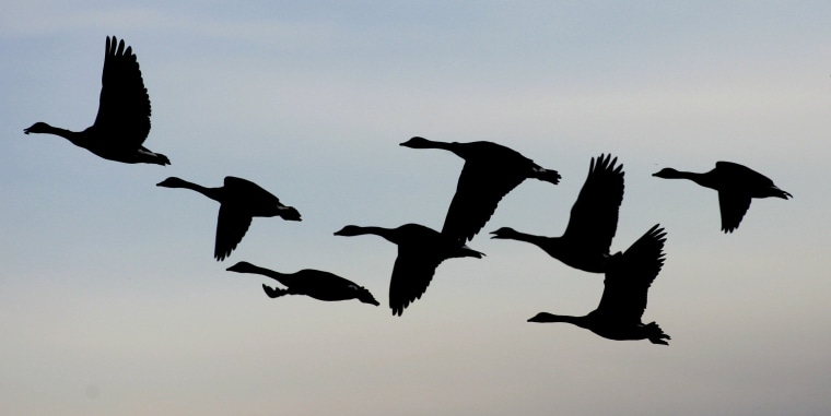 Image: Geese flying in formation