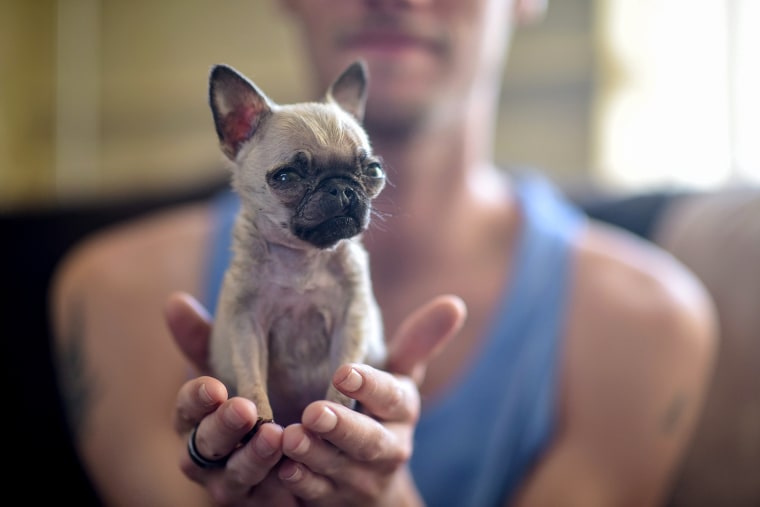 Pip, a 4 month old Pug puppy