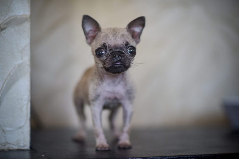 Smallest store pug ever