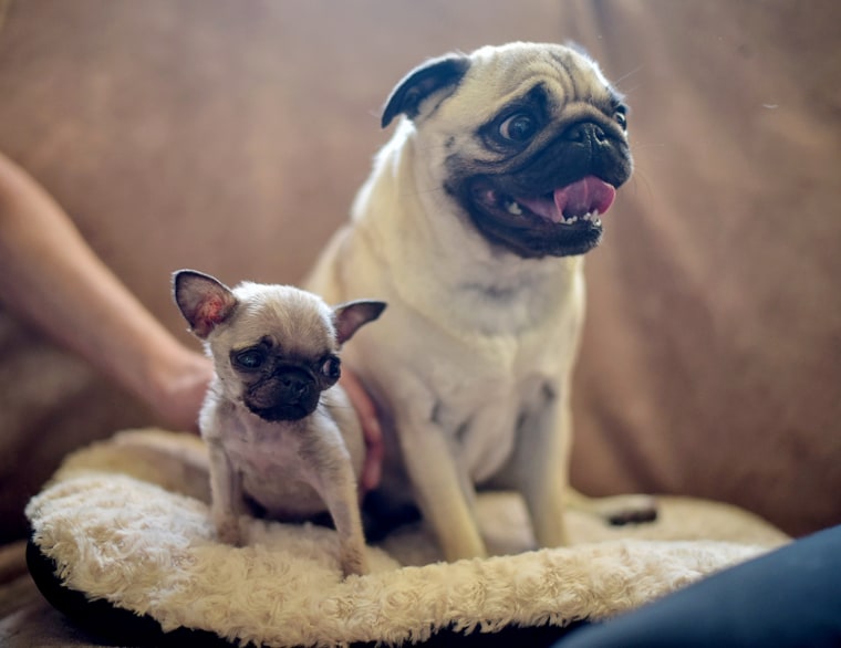 Mini store toy pug