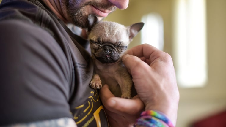 Pip, a 4 month old Pug puppy