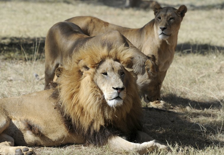 Lions are pictured in Lion Park in Lanseria