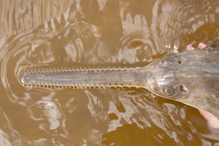Image: Snout of a juvenile smalltooth sawfish