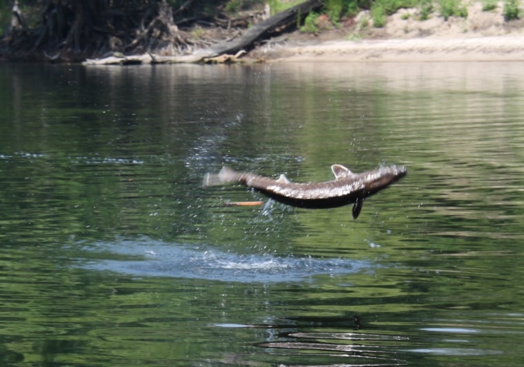 A jumping sturgeon on the Suwannee River.