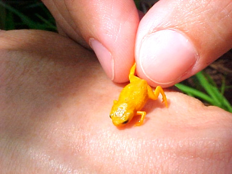 Tiny Rainforest Frog