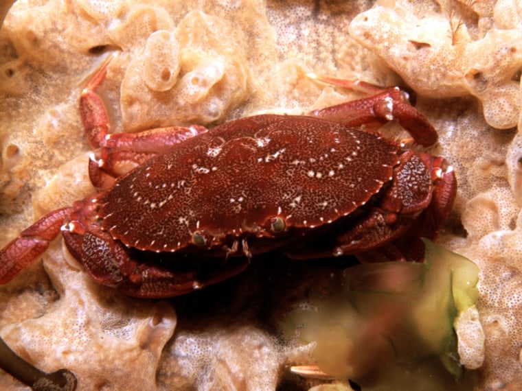 Image: Rock crab