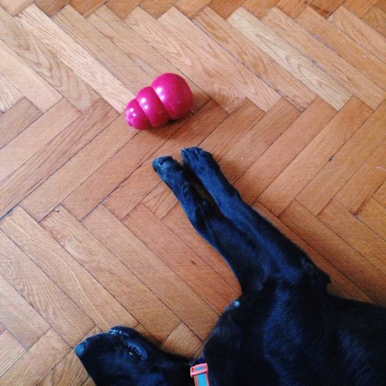 A dog and a Kong