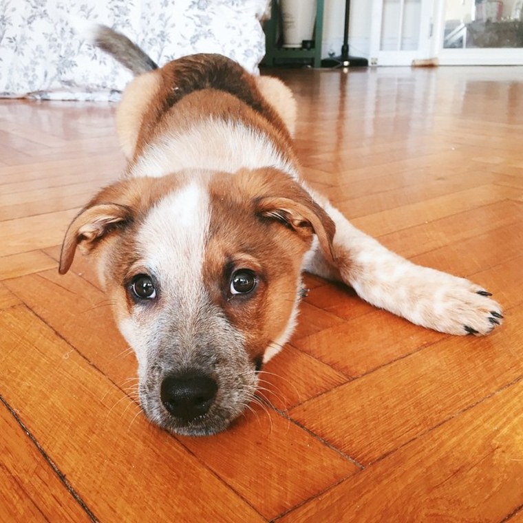 Puppy Paulie Bleeker practicing down stay