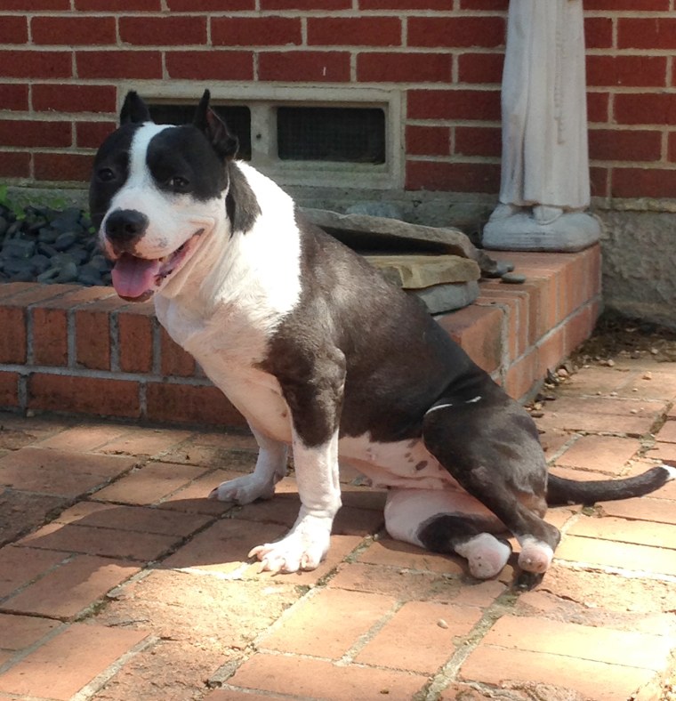 Goody the dog gets pet prosthetics