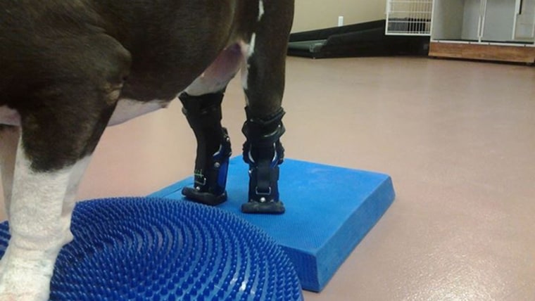 Goody the dog gets pet prosthetics