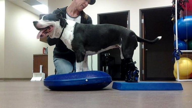 Goody the dog gets pet prosthetics