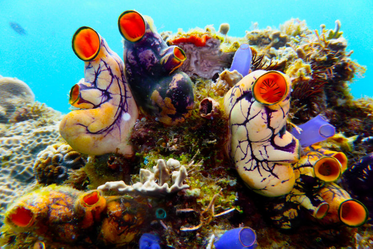 Image: Tunicates