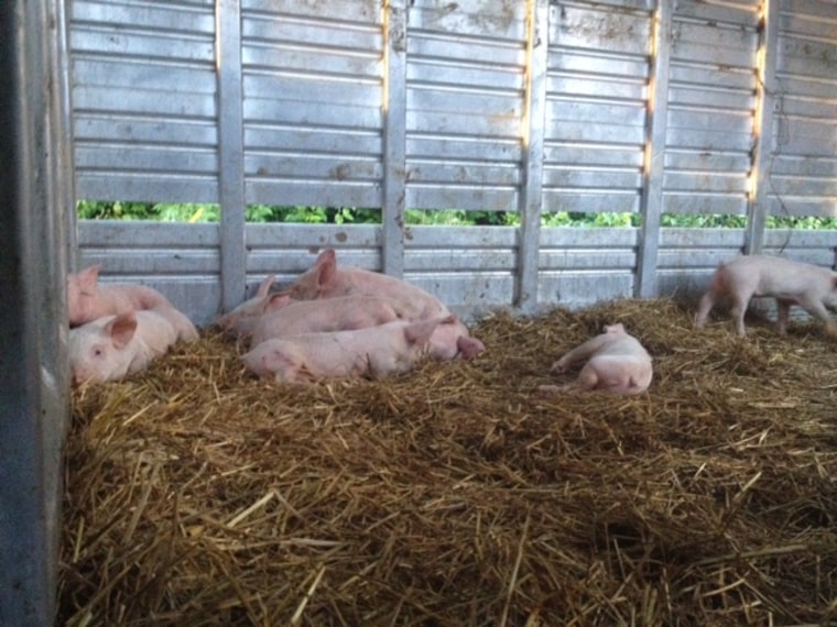 Pigs in a truck after crash on U.S. Route 35 in Xenia, Ohio.