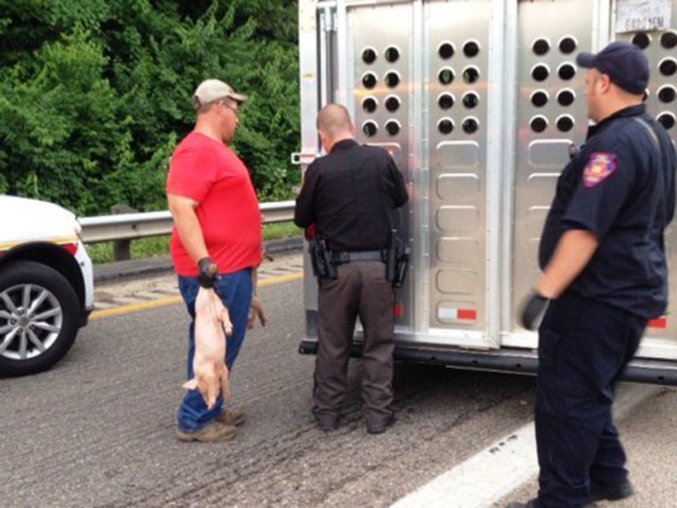 Catching pigs on Route 35 in Xenia, OH.