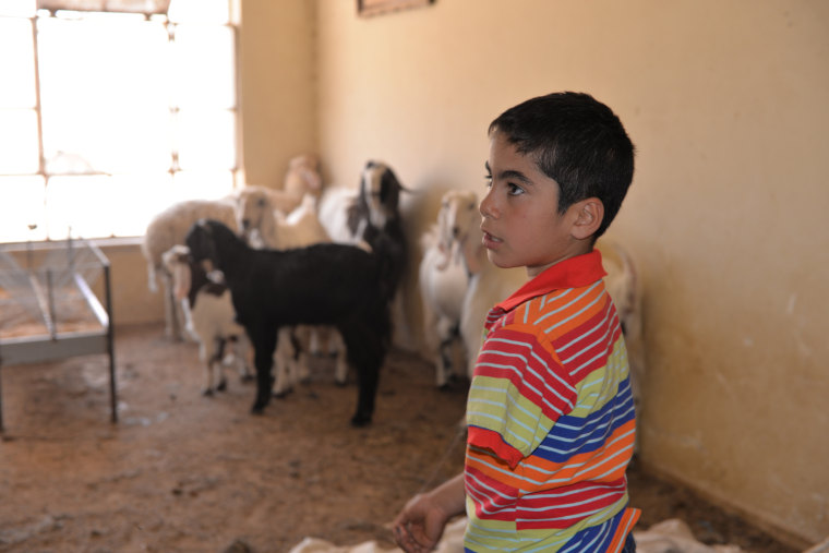 Image: Yousef tends to his goats 