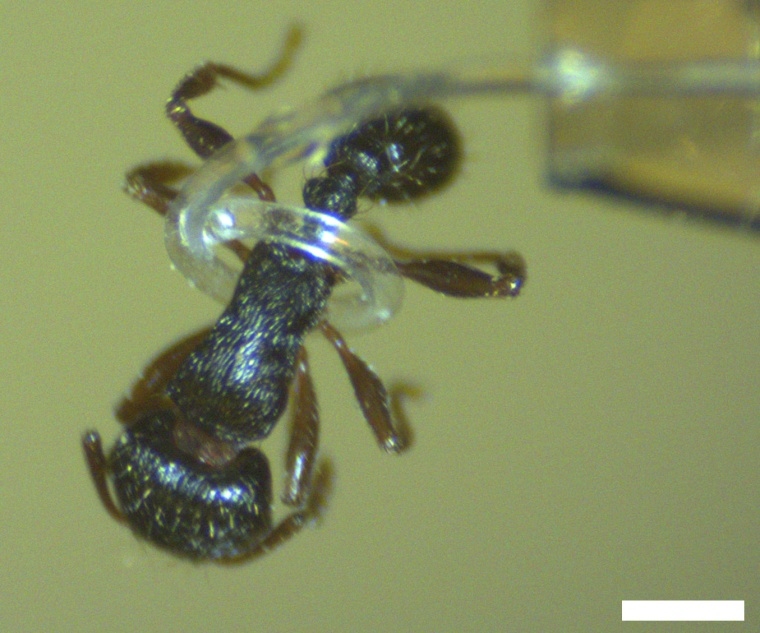The micro-tentacle can hold a house ant without harming it. (The white bar represents half a millimeter, for scale)