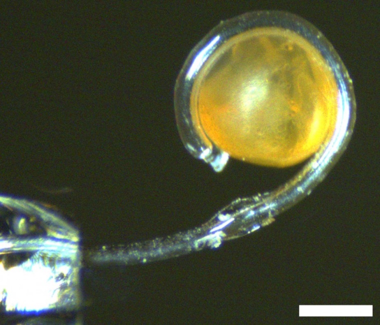 This tiny fish egg would distort or break under much more pressure than is being applied here.