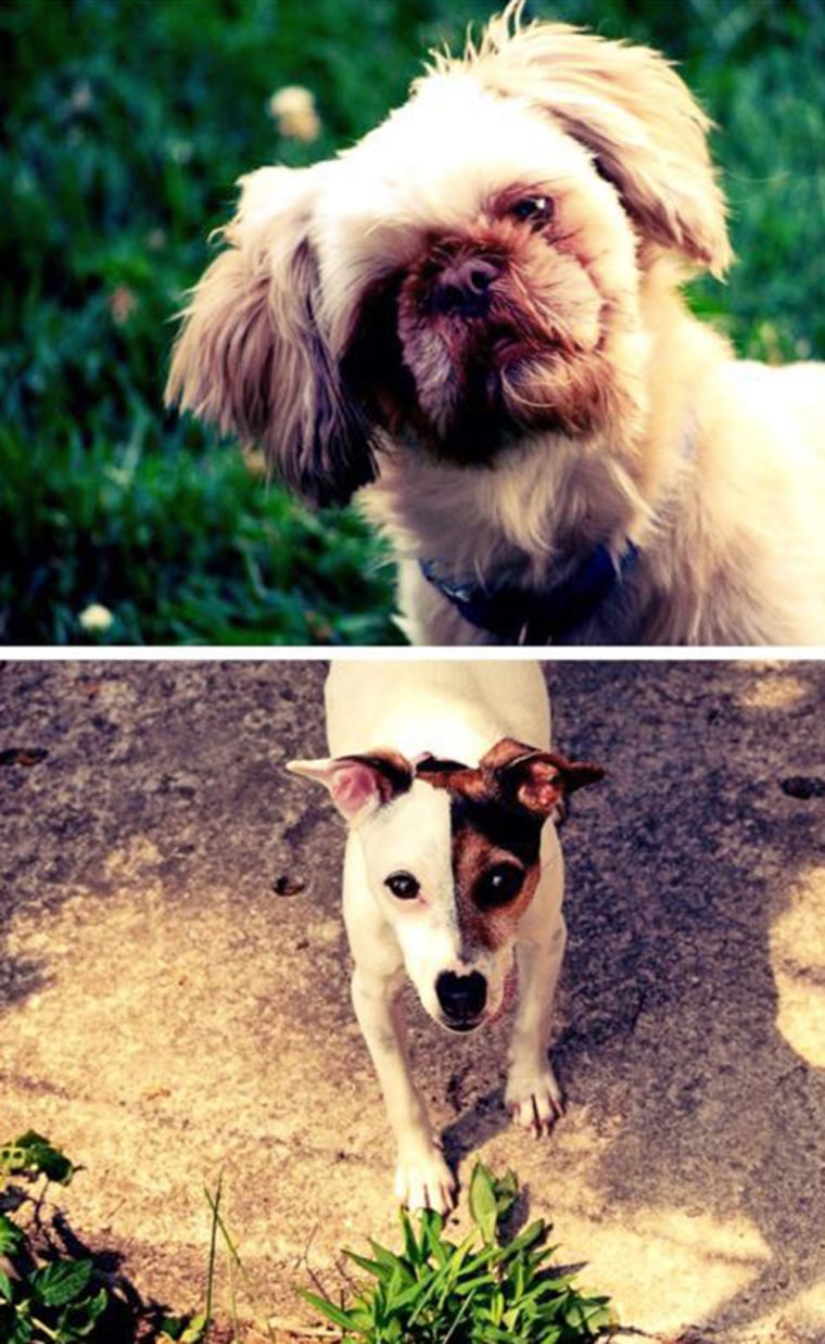 Willie, top, a 5-year-old Shih Tzu, suffered liver and kidney problems and is still recovering. The Benhams believe switching his diet to Beneful is to blame. Sadie, below, a 7-year-old Miniature Fox Terrier, died in Oct. 2013 within four months of switching her diet to Beneful.