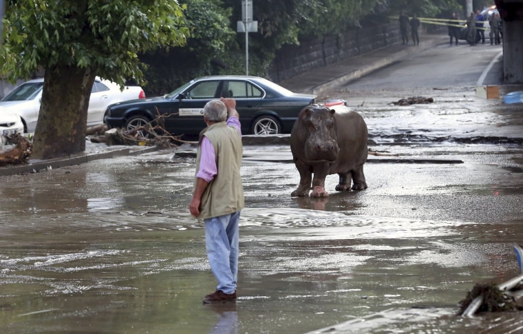 Image: A man gestures to a hippopotamus at a flooded street in Tbilisi, Georgia