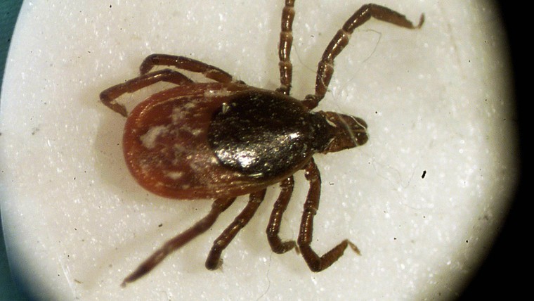 Image: Deer Tick