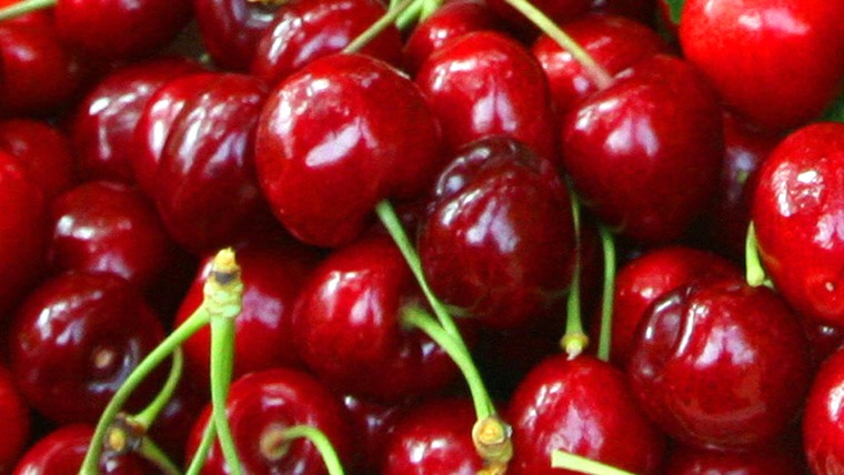 GERMANY-AGRICULTURE-CHERRY