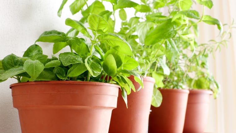 Potted herbs: Basil, Mint and Rosemary