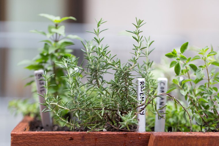 Martha Stewart grows an herb garden on the TODAY plaza