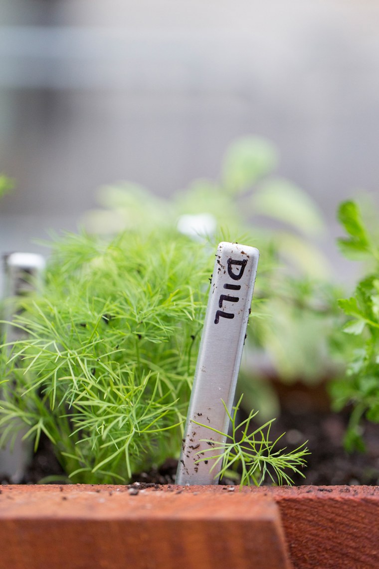 Martha Stewart grows an herb garden on the TODAY plaza