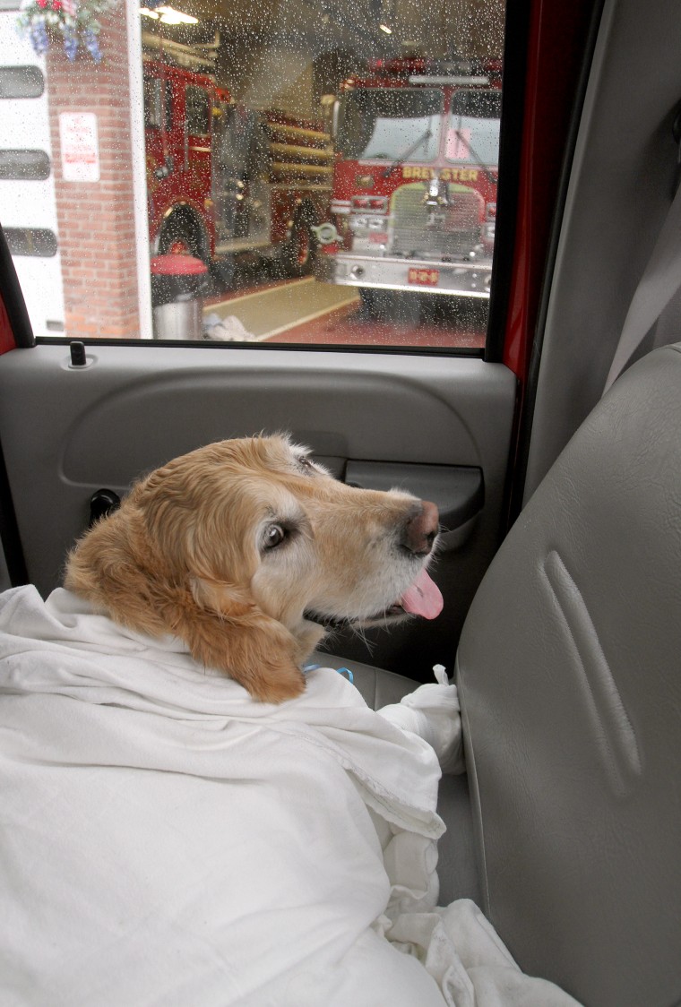 Figo, an injured guide dog that was struck by a small school bus, is transported to Middle Branch Veterinarian in the back of a Brewster fire department vehicle