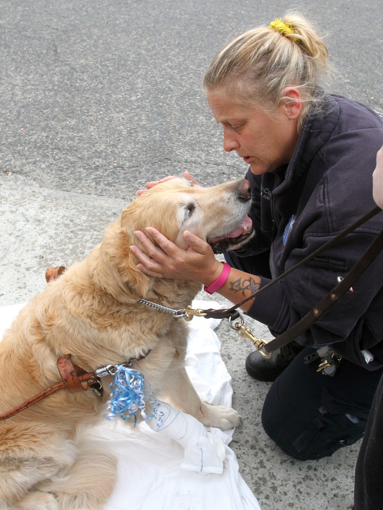 TransCare paramedic Beth Bodner checks on the condition of Figo, an injured guide dog, after it was struck by a small school bus