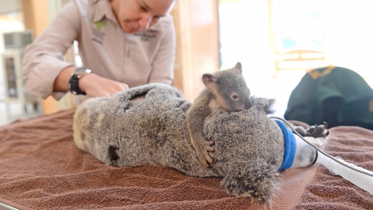 Baby koala holds on to mom during her life-saving surgery