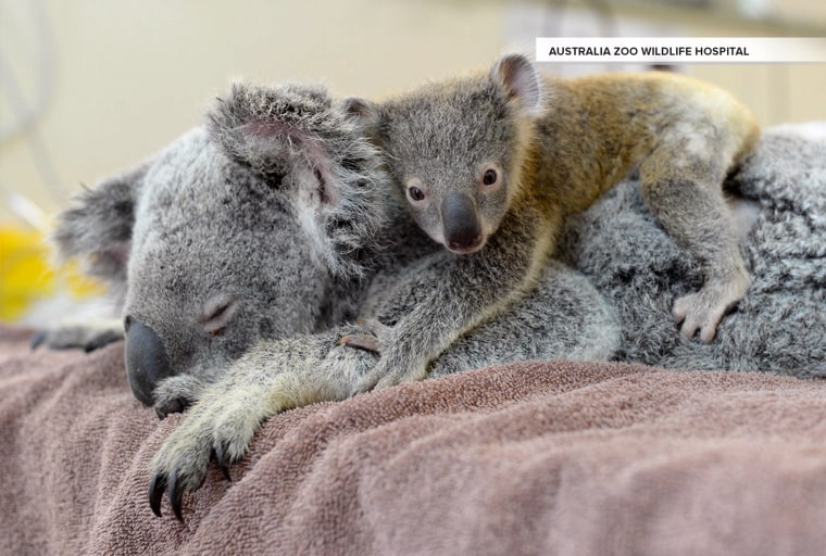 Baby koala hangs on to mom during life-saving surgery