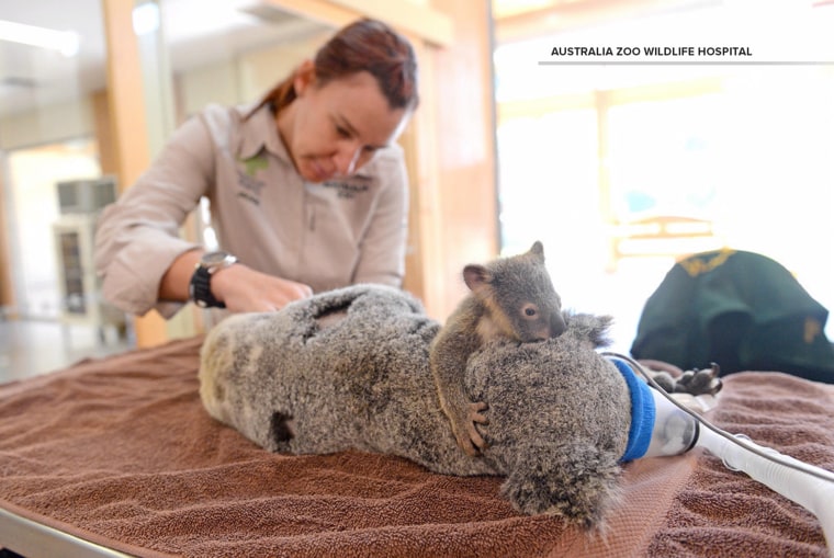 Australia Zoo Wildlife Hospital