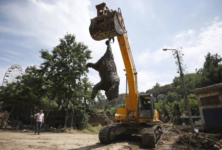 Image: Excavator removes a dead bear at the zoo in Tbilisi