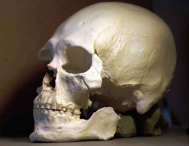 This1997 photo shows a plastic casting of the skull from the bones known as Kennewick Man.