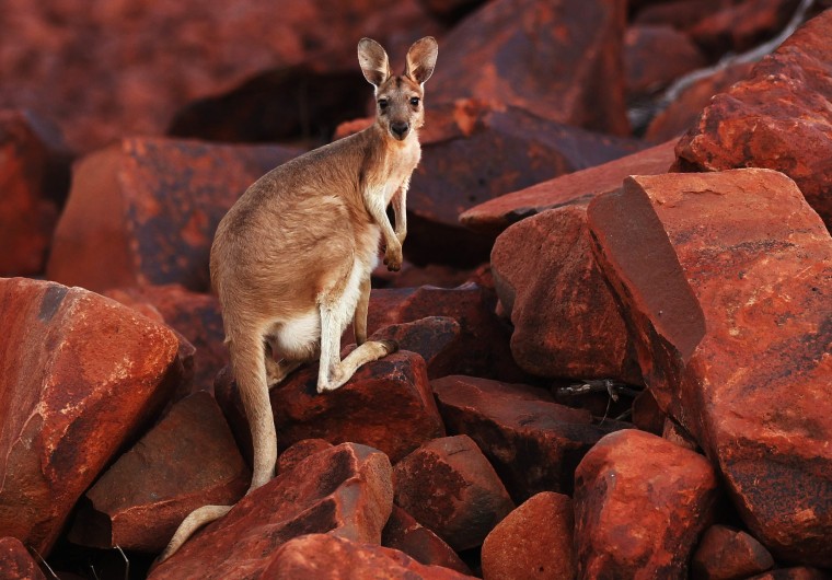 Image: Kangaroo in Western Australia