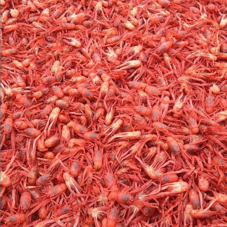 Tuna crabs washed up on a beach on Balboa Island in southern California on June 16.