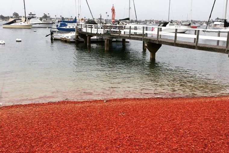 Thousands of tuna crabs were washed up on the shores of Balboa Island in southern California on June 16.