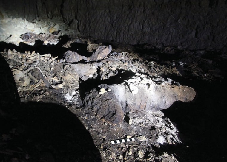 The ancient remains of a complete canine mummy in an undisturbed section of the catacomb.