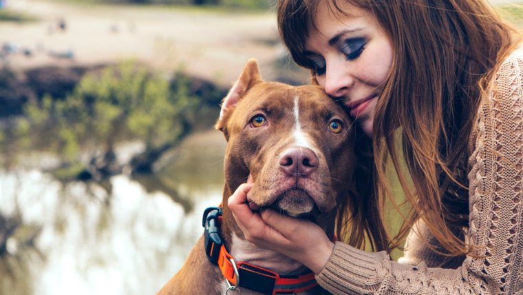 Dogs know when someone is mean to you