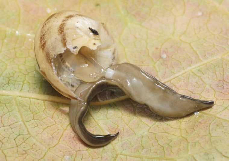 Image: New Guinea flatworm eating a Mediterranean snail