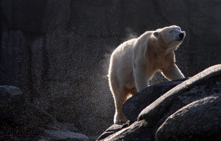 Image: Polar bear Tosca in 2011