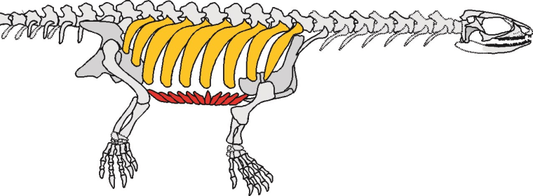 The thick, spreading ribs (yellow) form the rudiments of a shell, while the red "gastralia" would in later species form the lower part of that shell.