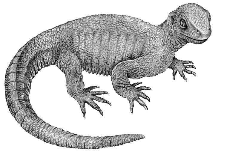 Illustrative reconstruction of Pappochelys rosinae.