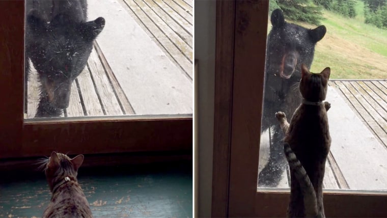 Cat scares off bear