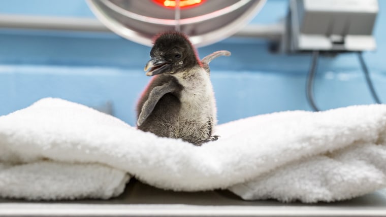Shedd’s two-week-old rockhopper penguin