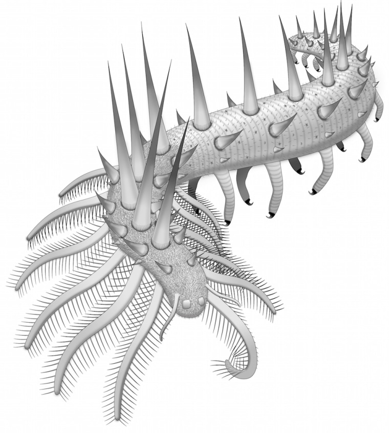 Illustration showing the many legs and spikes covering the early Cambrian creature.