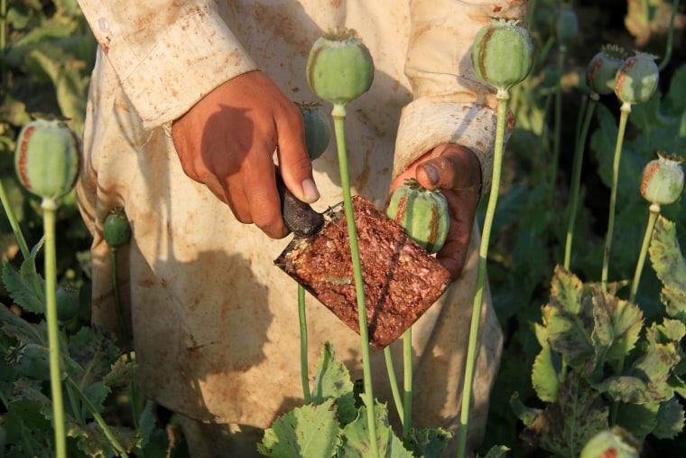 Image: Afghanistan poppy cultivation