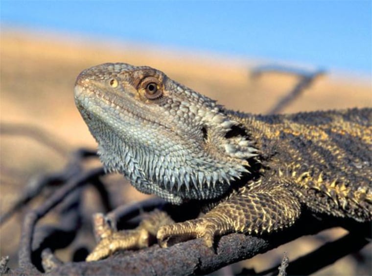 Image: Bearded dragon lizard